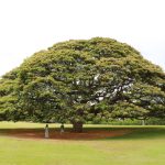 わたしを取り戻す、週末セルフケアのすすめ